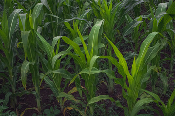 Obraz premium Generic Summertime Garden in July