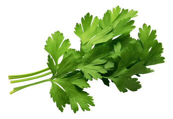 Fresh coriander leaves isolated.