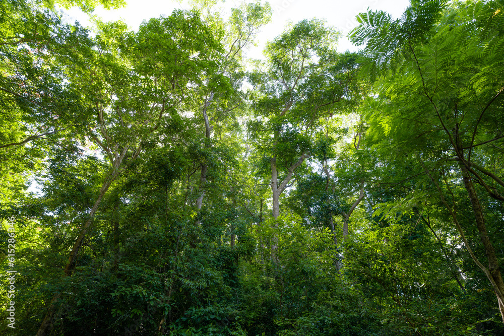 Canvas Prints bottom view of tree trunk to green leaves of tree in tropical forest with sunlight. fresh environmen