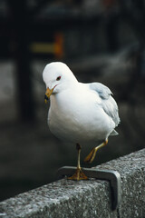 Seagull on a ledge