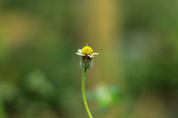 Defocused, Glatang (Tridax procumbens) flower bokeh background