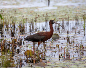 Glossy Ibis in a marsh