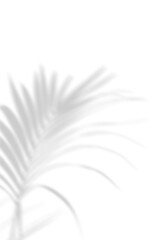 Fototapeta premium Abstract background of natural shadows tropical leaves overlay on a white wall background, summer seasonal concept. 