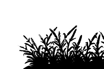 black silhouette of grass isolated on white background