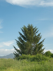 Fototapeta premium Picea abies european spruce tree in the field with blue sky