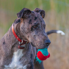 Merle Great Dane crossed with Bull Mastiff playing with his ball.