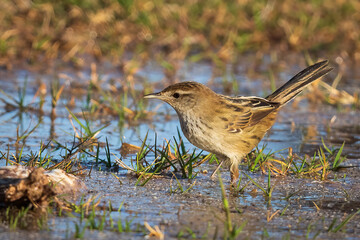 Little grass bird frolicking in the water at Bowra station near Cunnamulla Queensland