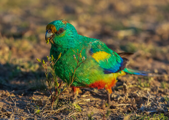 Mulgas parrot eating grass seeds at Bowra Station near Cunnamulla Queensland