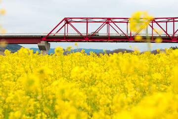 菜の花畑と赤い橋