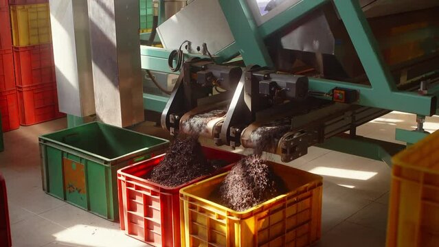 Working selecting Ceylon tea leaves machines on tea manufacturing factory, dry leaves pouring to plastic boxes. Tea machinery production, food industry. Tea sorting on industrial equipment. Old plant.