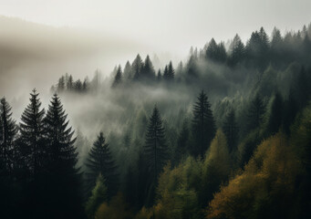 a foggy forest with fog covering the tops of trees, in the style of landscape-focused