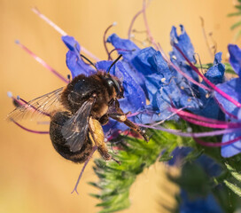 Eine Hummel sucht Nektar in einer blauen Blüte © biggi62