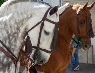 White and brown horses with harness