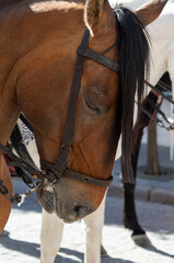 Brown horses with harness