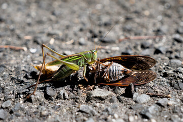 蝉の死骸を食べるトノサマバッタ。この種のバッタもまれに肉食する。