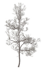 Collection of trees in various seasonal colors realistic 3D illustration bare 2