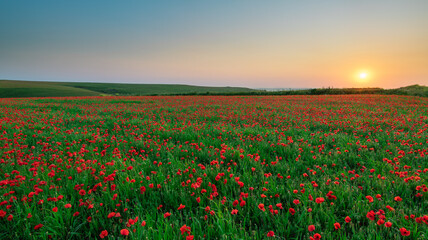 Obraz premium Poppy Sunset.