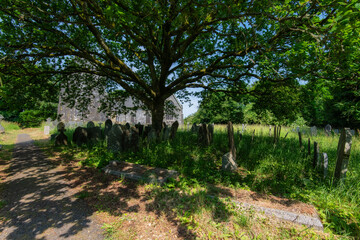 Fototapeta na wymiar The Cemetery Tree.