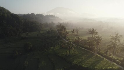 bali island indonesia aerial drone footage of palm tree rice field with foggy early morning light 