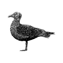 Herring Gull hand drawing vector isolated on background.