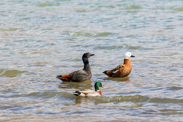 couples of paradise shelduck and male mollard duck floating on shallow water of lake wanaka southland new zealand