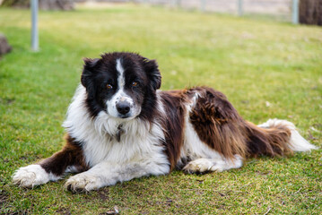 Senior Border Collie