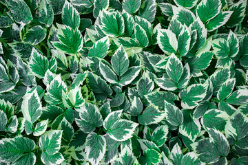 Hosta leaves green background. Top view,