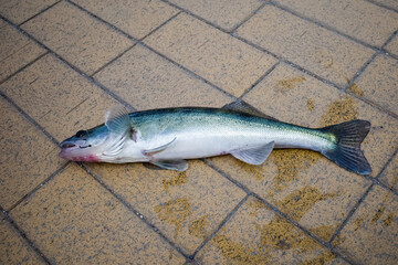 Pike perch caught on a hook in the city river.