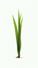 Symbol of Hope: Grass Sprout on White Background
