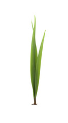 Pure and Delicate: Grass Sprout on Clean White Background