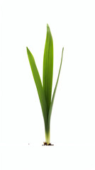 Emerging Life: Grass Sprout against White Background