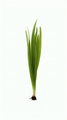 Fresh Beginnings: Grass Sprout on White Background