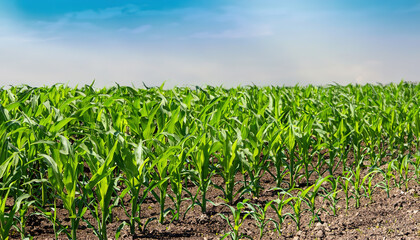 Field of agricultural concept corn plants. corn seedlings in the sunlight and agro. Concept of agriculture, environment, soybeans field, ecology, technology, agronomy, economy