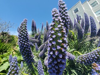 Flowers in San Francisco