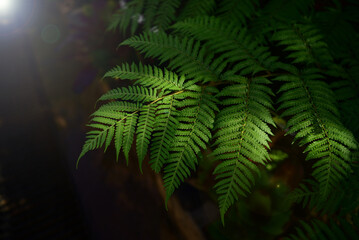 Beautiful green fern leaves in nature represent the concept of loving nature. Use it as a natural...