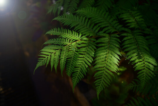 Beautiful green fern leaves in nature represent the concept of loving nature. Use it as a natural background with green ferns on a black background.
