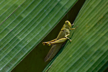 Green grasshopper perched on banana leaves