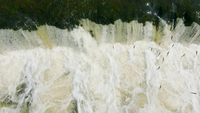 Aerial establishing view of Vimba fish (Vimba Vimba) jumping over the widest waterfall in Europe, Venta river waterfall (Ventas rumba), Kuldiga, sunny spring day, slow motion drone birdseye shot