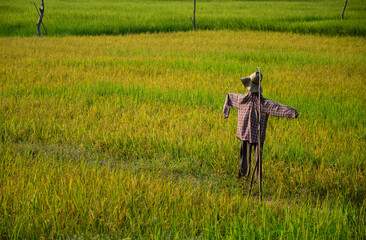 Green rice fields as far as the eye can see It is a plot for growing organic jasmine rice in...