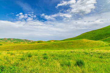 Blooming summer hilly green meadows and blue sky with clouds.