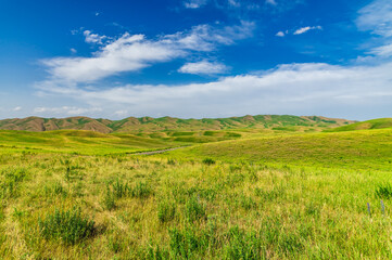 Fototapeta premium Bright summer hilly green meadows and blue sky with clouds.