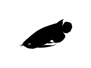 Silhouette of the Arowana or Arwana also known as Dragon Fish, for Art Illustration, Logo Type, Pictogram, Website or Graphic Design Element. Vector Illustration