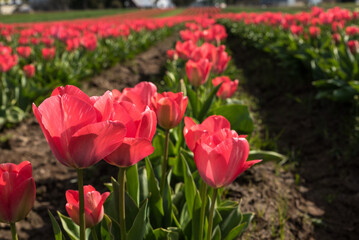 Rows of Red Tulips