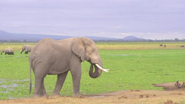 Stock footage of Elephant at the foot of Mt. Kilimanjaro Amboseli, Kenya