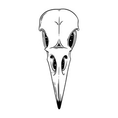Crow skull sketch. Scary Halloween skull. Vector illustration isolated in white background