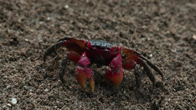 Red claws crab searching and eating food on the dirt soil near the river
