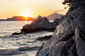 Fototapeta premium nice dog at sunset on rock at the sea. Golden Retriever in nature. pet on a walk
