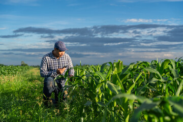 Naklejka na ściany i meble Asian young farmer working on cropping data analysis by mobile and flare light morning in growing green corn field.