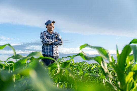 Agriculturist stands confidently in the growing green corn fields.