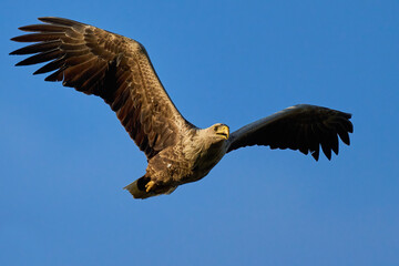 White-tailed eagle (haliaeetus albicilla)